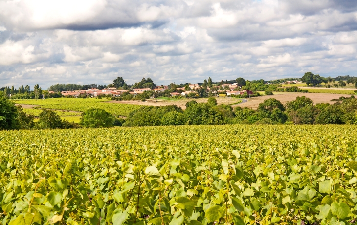 Vallet Nantes Weinberge im Frühling - © guitou60 - stock.adobe.com