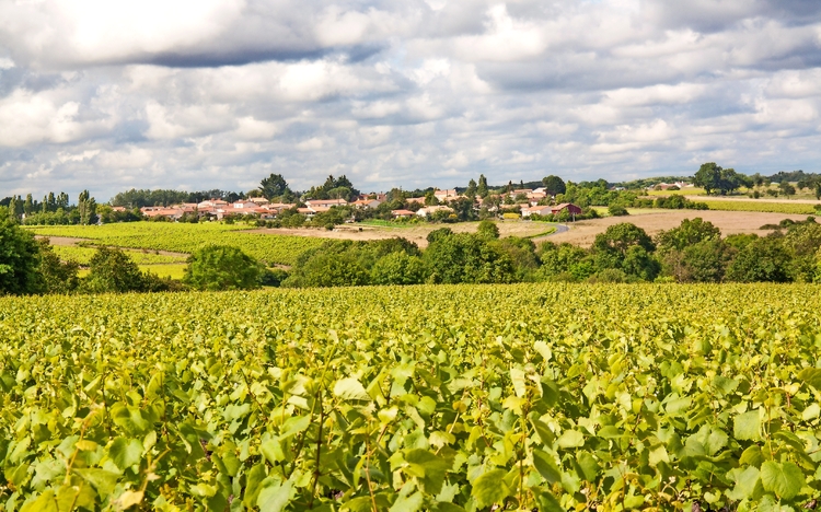 Vallet Nantes Weinberge im Frühling