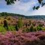 Heideblüte im Totengrund bei Wilsede