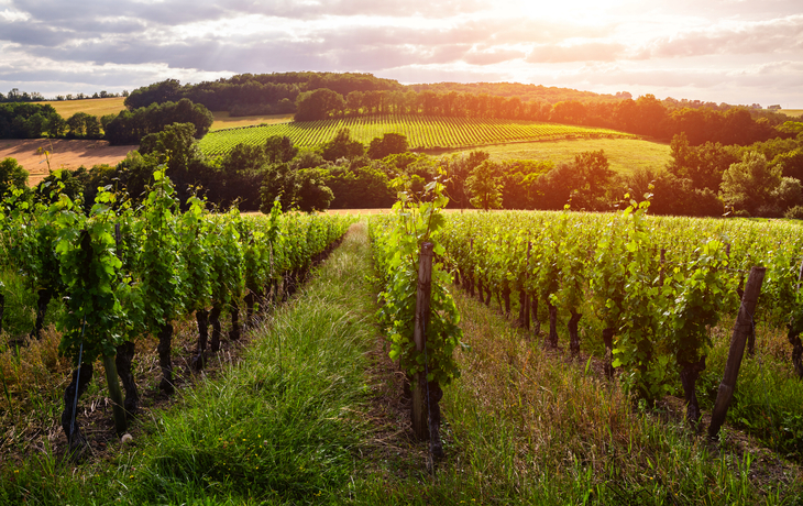 Weinberge bei Bordeaux, Frankreich - ©Anton Petrus - stock.adobe.com