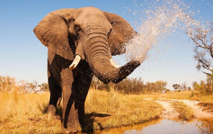 Elefant im Chobe Nationalpark - © donvanstaden - Fotolia