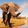 Elefant im Chobe Nationalpark