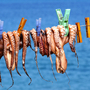 Calamares zum Trocknen,