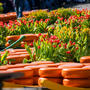 Käselaibe zwischen roten Tulpen auf dem Käsemarkt in Alkmaar