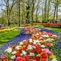 Keukenhof in den Niederlanden