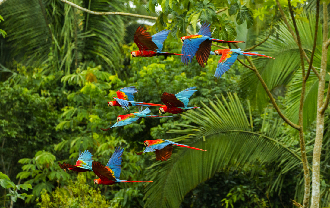 Ein Schwarm scharlachroter und rot-grüner Aras fliegt im Amazonas-Regenwald im Manu-Nationalpark/Peru in der Nähe der Chuncho-Lehmlecke in Tambopata - © Miguel - stock.adobe.com