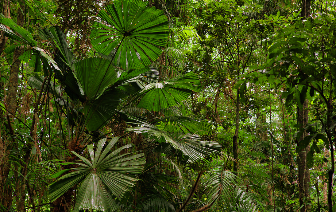 Daintree National Park, rainforest scenery in Queensland, Australia - © OzCam - stock.adobe.com