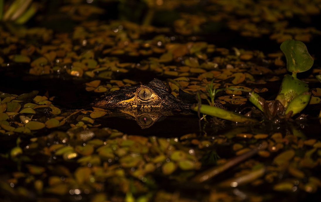 Nachtaufnahme eines Brillenkaiman  - © HPE - stock.adobe.com