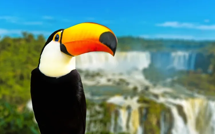 Tukan in den Regenwäldern Brasiliens