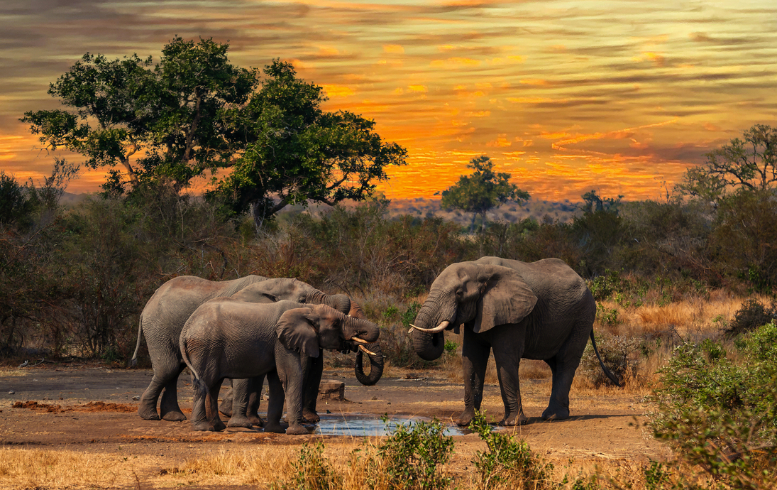 Elefantenfamilie im Krüger Nationalpark - © Travelvolo - stock.adobe.com