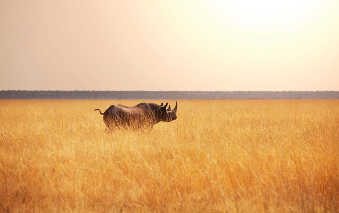 Spitzmaulnashorn - © Galyna Andrushko - Fotolia