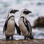 Afrikanische Pinguine am Boulders Beach