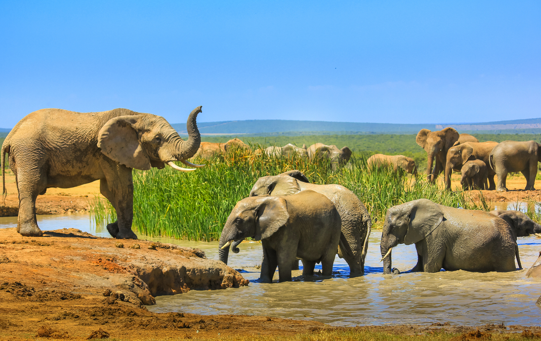 Addo-Elefanten-Nationalpark in Südafrika - ©bennymarty - stock.adobe.com