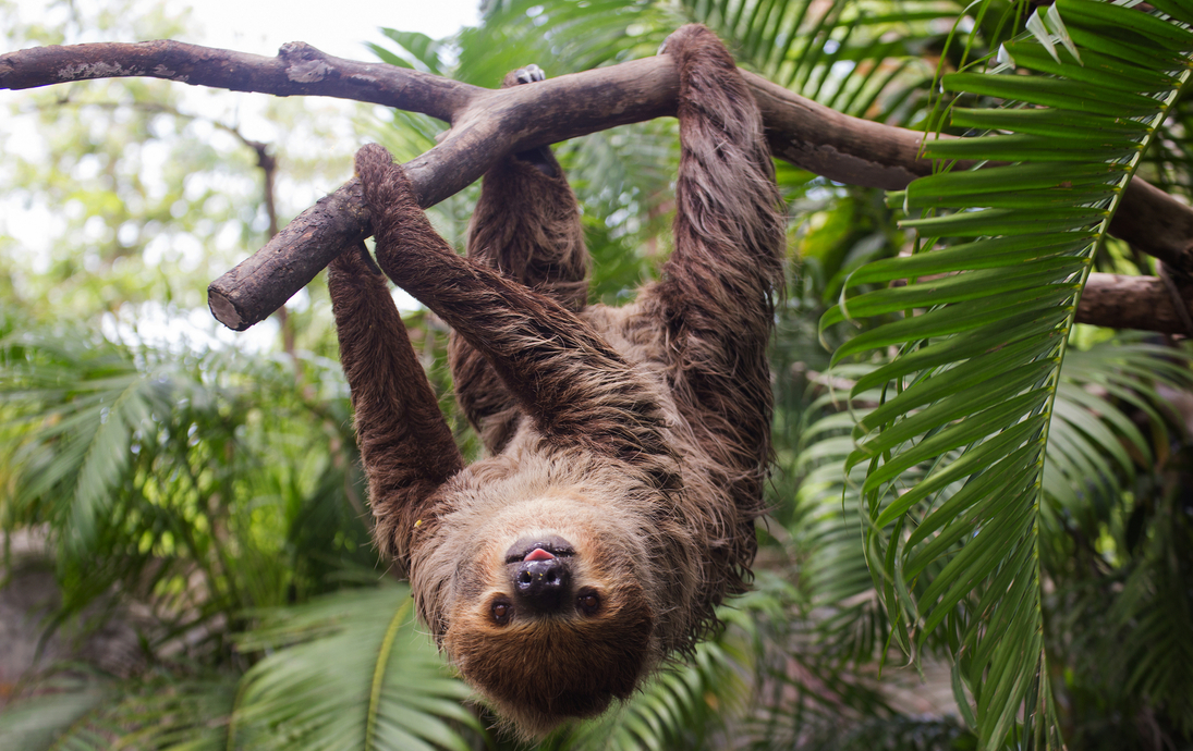 Zweifingerfaultier - © kungverylucky - stock.adobe.com