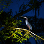 ein gefährdeter Agami-Reiher bei Nacht während einer Vogelbeobachtungstour im Amazonas-Regenwald, Yasuni-Nationalpark, Ecuador