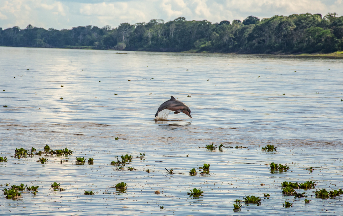 Amazonas-Flussdelfin - © Jefferson - stock.adobe.com