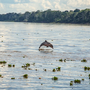 Amazonas-Flussdelfin