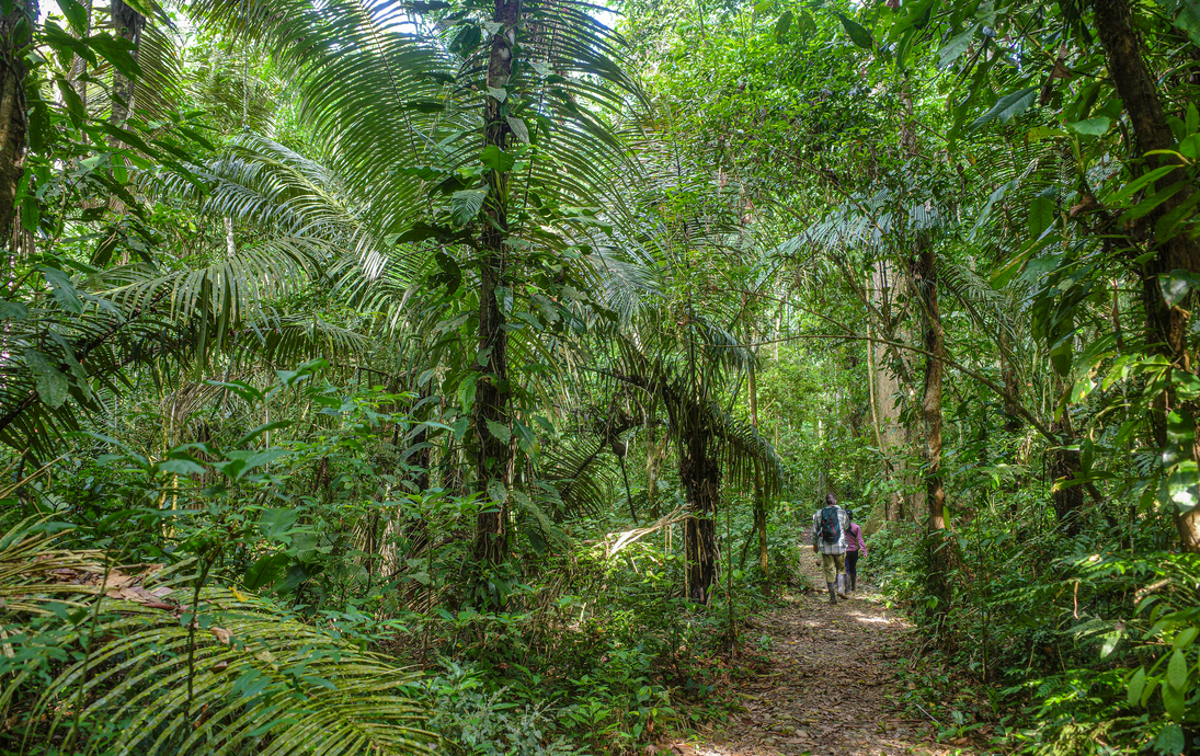 Tambopata, Peru – geführte Naturwanderungen im Amazonas-Regenwald - © Mark - stock.adobe.com