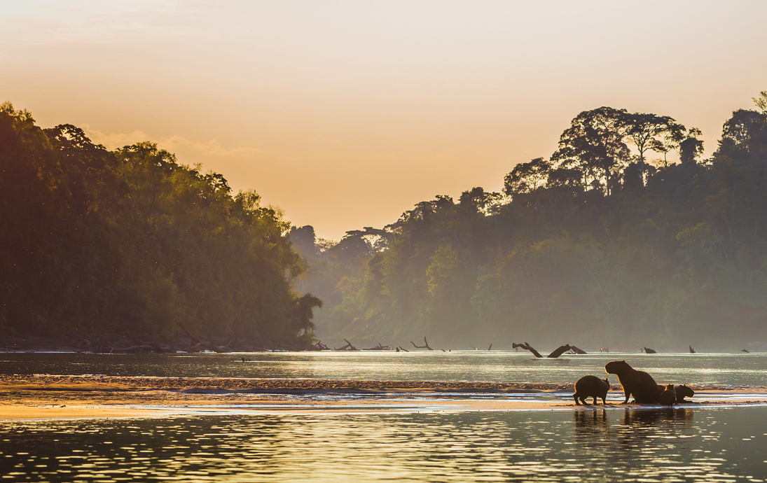 eine Capybara-Familie am Ufer des Amazonas-Regenwaldes im Manu-Nationalpark, Peru - © rpbmedia - stock.adobe.com