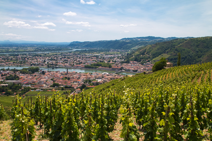 Weinberge nahe Tain-l'Hermitage - ©Aurélien Antoine - stock.adobe.com