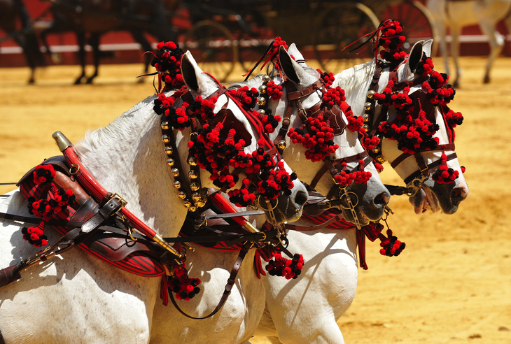 Andalusier sind eine aus Spanien stammende Pferderasse - © joserpizarro - stock.adobe.com