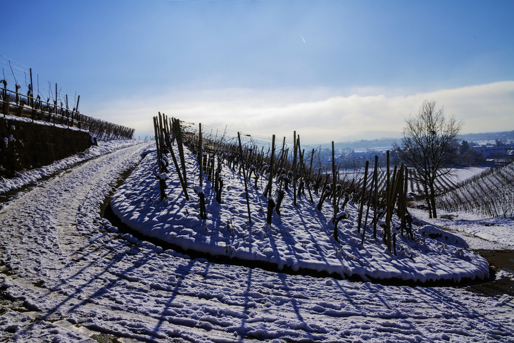 Reblandschaft im Winter - ©eliasbilly - stock.adobe.com