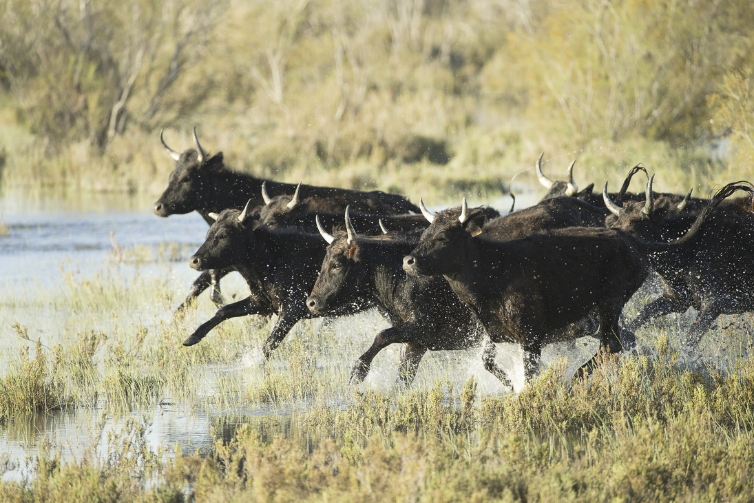 camargue_taureaux - @croisieurope