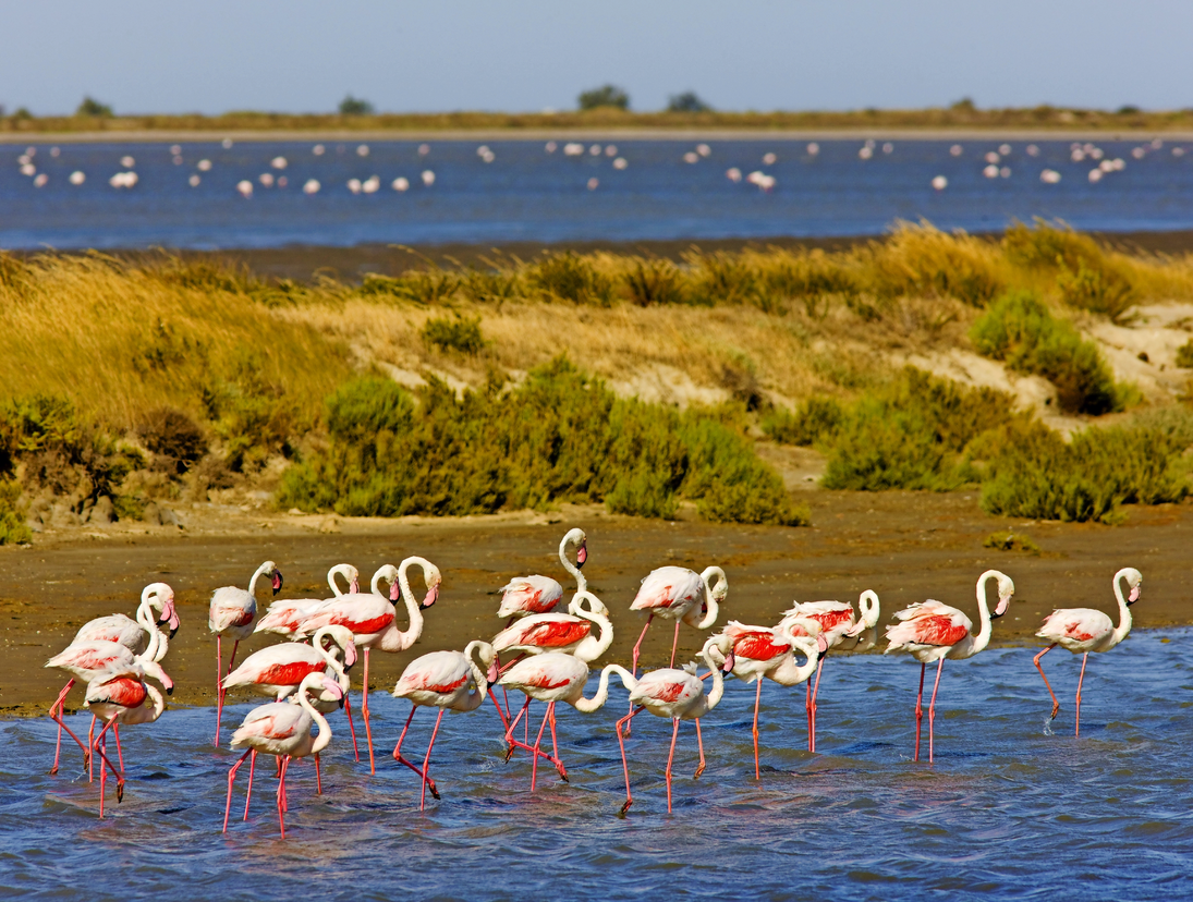 Flamingos in der Camargue in der Provence im Süden Frankreichs - © PHB.cz - stock.adobe.com