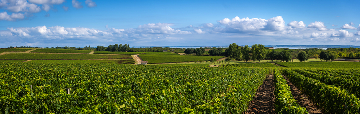 Weinbaugebiet Medoc - ©FreeProd - stock.adobe.com