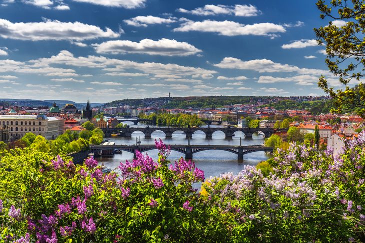 blühender Fliederbusch vor der Moldau und der Karlsbrücke - © daliu - stock.adobe.com
