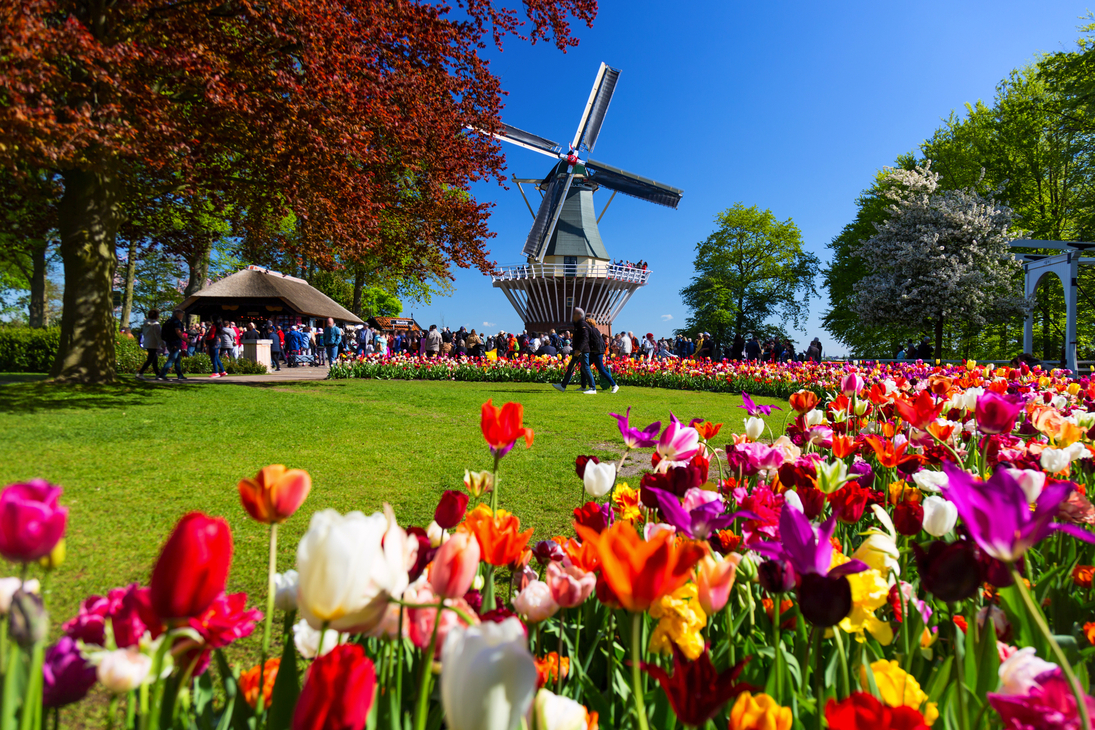 Keukenhof in den Niederlanden - © Nikolay N. Antonov - stock.adobe.com