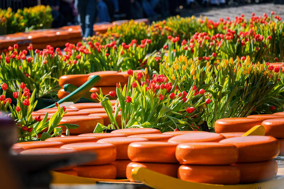 Käselaibe zwischen roten Tulpen auf dem Käsemarkt in Alkmaar - © Denis Feldmann - stock.adobe.com