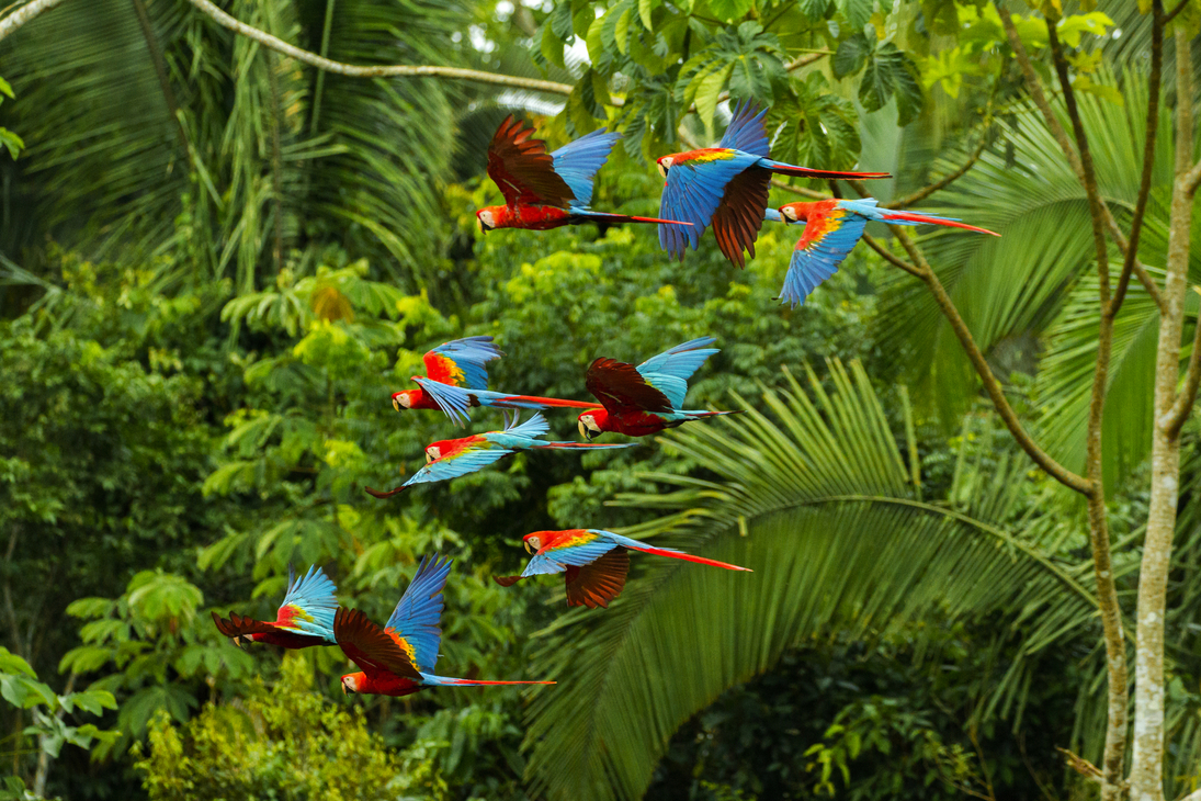 Ein Schwarm scharlachroter und rot-grüner Aras fliegt im Amazonas-Regenwald im Manu-Nationalpark/Peru in der Nähe der Chuncho-Lehmlecke in Tambopata - © Miguel - stock.adobe.com