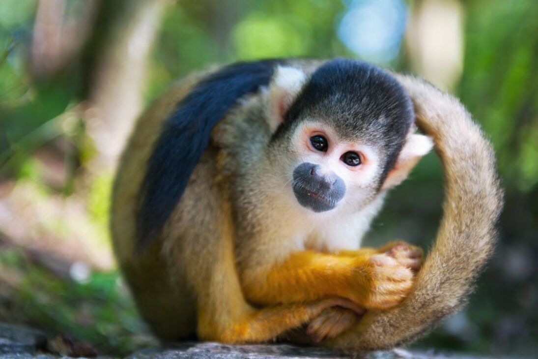 Totenkopfaffe - © Eric Gevaert - Fotolia