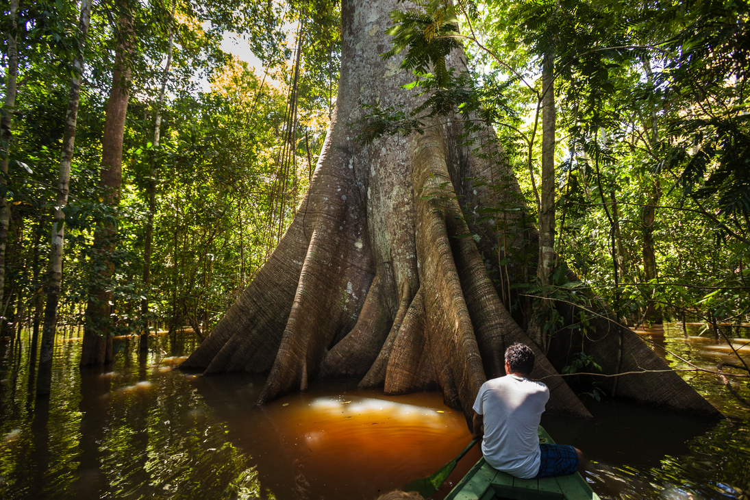 Mann in einem Kanu vor einem Sumauma-Baum am Negro-Fluss im Amazonas-Regenwald - © Imago Photo - stock.adobe.com
