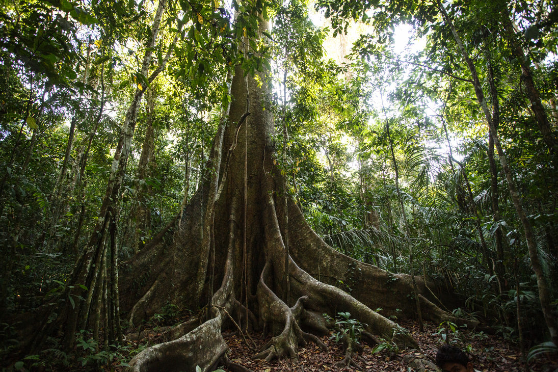 Wurzeln des Lupuna-Baums im Amazonas-Regenwald von Peru - © christian vinces - stock.adobe.com