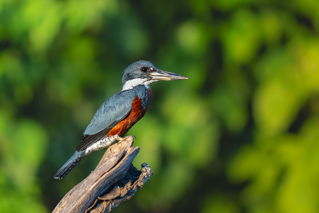 Eisvogel im Manu-Nationalpark, Peru - © Tomas Drahos - stock.adobe.com